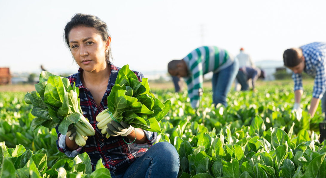 A farmworker harvesting chard appears exhausted, and colleagues are bent over working in the background; the new farmworker health survey tool will measure factors affecting the wellbeing of these workers.