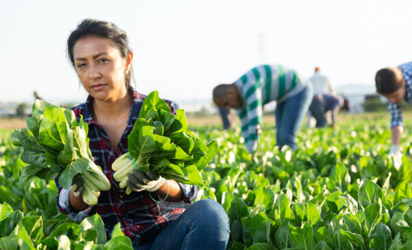 Female farmworker bends down to harvest chard for work.