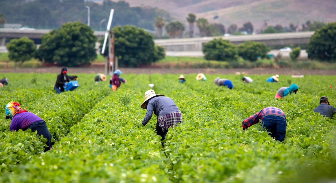 Farmworkers bend over in rows of agriculture to pick crops.