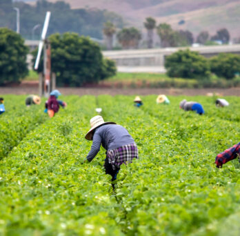Farmworkers bend over in rows of agriculture to pick crops.
                  