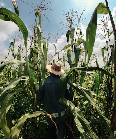 A farm worker walks through a field of tall corn plants