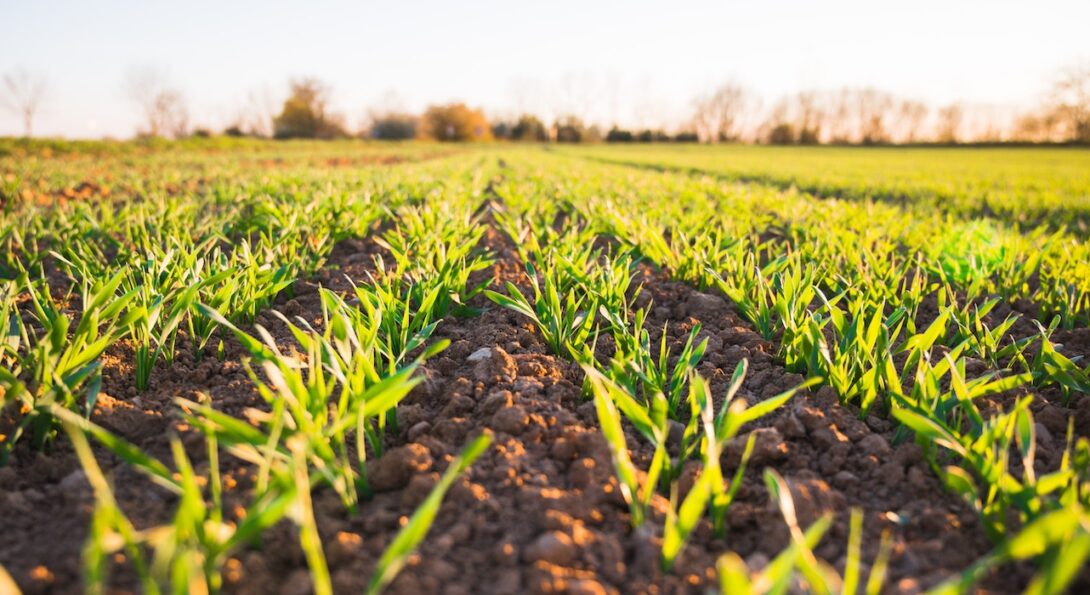 Green rows of a crop just beginning to sprout from the ground