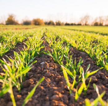 Green rows of a crop just beginning to sprout from the ground
                  