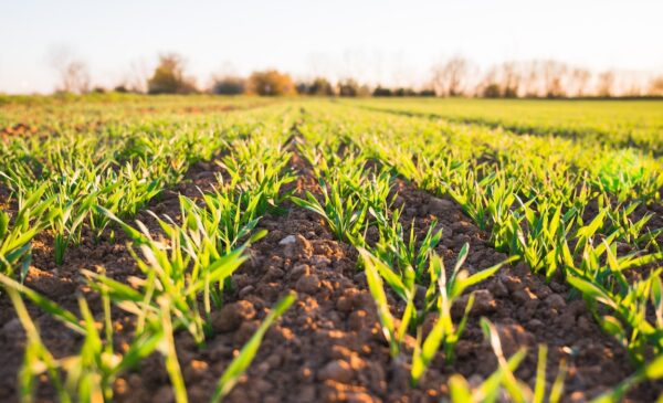 Green rows of a crop just beginning to sprout from the ground